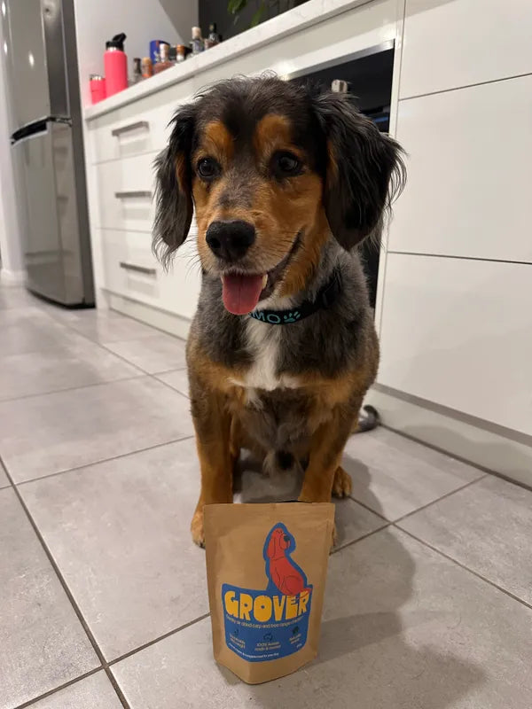 A small dog with black, brown, and white fur sits on a tiled kitchen floor in front of a bag of GROVER dog treats. The bag is a brown kraft paper pouch with a blue and red parrot logo.