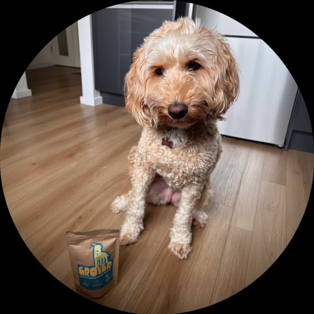 A small fluffy cream-colored dog sits on a light wood floor in a kitchen, looking directly at the camera. In the bottom-left corner, a bag of Grover dog treats is visible.